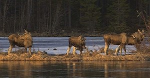 Millions tune in for 24-hour live coverage of Sweden’s epic moose migration