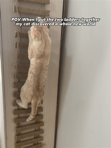 Funny Cat Nail Trimming on a Ladder