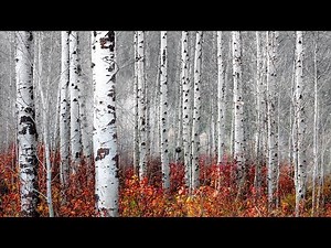 Aspen Tree Shoot in Leavenworth with a dead camera battery | Landscape Photography
