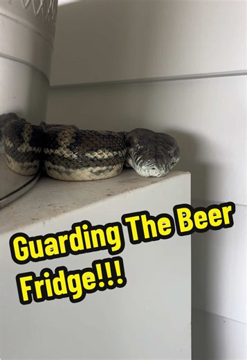 Guarding The Beer Fridge From Snakes