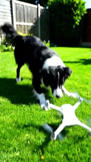 Backyard Fun: Dog Takes on the Hovering High-Tech Object