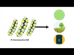 Cyborg bacteria turn sunlight into useful chemicals | Research UC Berkeley
