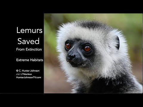 Lemurs Saved From Extinction © C. Hunter Johnson