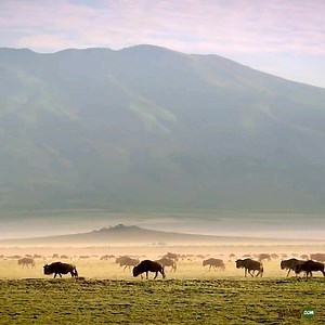 7.4K reactions · 87 shares | A custom-made safari vacation in...