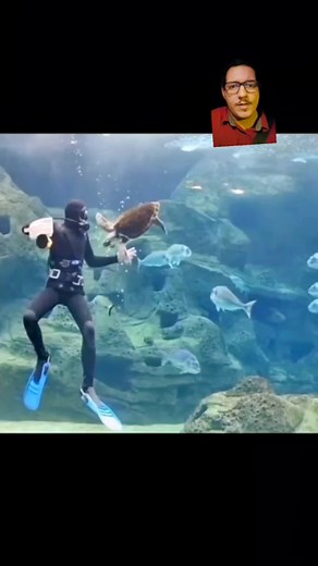 Sea turtle will eat just about anything #fyp #reptile #seaturtle #turtle #jellyfish #ocean #marine #nature #educational #leatherback