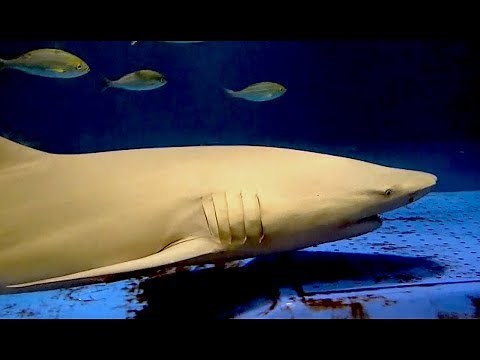 レモンザメ Sicklefin lemon shark Negaprion acutidens メジロザメ目メジロザメ科レモンザメ属 油壺マリンパーク Aburatubo Marine Park