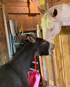 Tiny donkey greets his huge horse friend #donkeys #horselove #cuddlebuddies | Cuddle Buddies