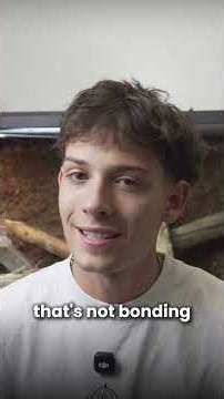 How to handle a new bearded dragon