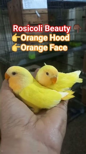 Rosicoli LoveBirds #birdsvlogs #birds #lovebirds #parrot #birdsmarket #pets #petsvlog #birdkeeping