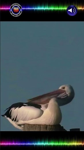 Mesmerizing Pelican Bird Sounds: Soothing Nature's Symphony #shorts
