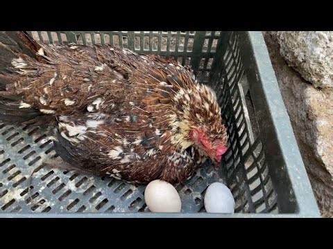 The hen broody for the first time 🥰