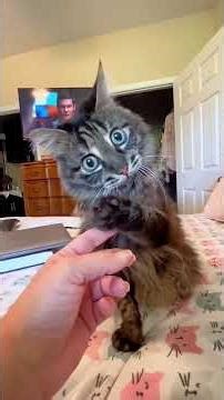 How to Confuse a Cat