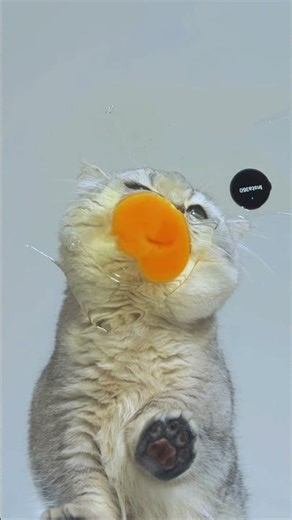 Attention! Sound ON for this 🐱 | Insta360 Mic Air