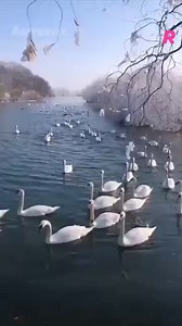 💗 ala ala ay ikaw / my pledge of love 💗 Eddie Perigrina 💗 https://youtu.be/Bc54M_3mdIk | Flowers and music