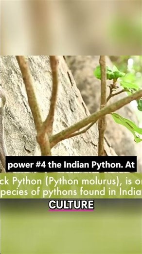 Indian Python: Meet This Mythical Constrictor! #shorts