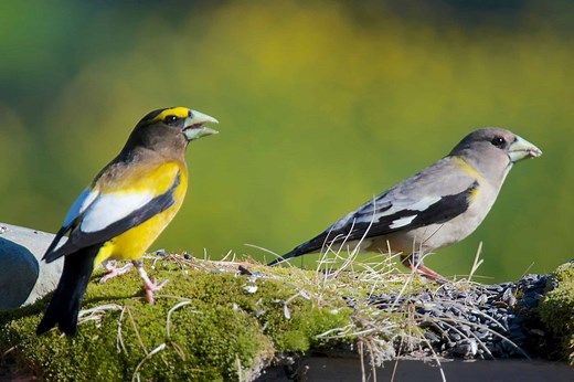 13 Birds That Spend Their Winters in Pennsylvania