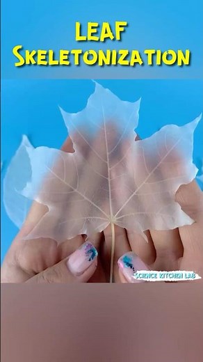 Leaf Magic: How to Remove Everything But the Veins | Skeletonization #leafart #scienceexperiment