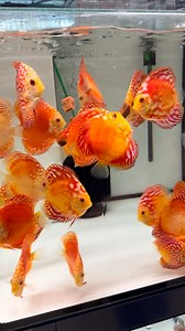4.5K views · 3.7K reactions | Diskus Red Panda ❤️ #diskuskeller #diskus #discus #diskusfisch #discusfish #discustank #diskusfische #aquarium #aquaristik #aquariumhobby #fisch #fische #fish #discusfishtank #discustank #diskusbecken #diskusfischaquarium #aquariumhobby #bunt #discusfishes #diskusshop #discusshop #freshwateraquarium #fishtank #krausediskus | Diskuskeller.de | Facebook