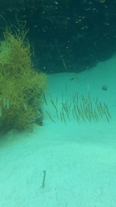 【追跡！】 隊列を乱さないヘコアユの移動 #ヘコアユ #魚 #生態 #水族館 | アクアマリンふくしま ／福島・水族館