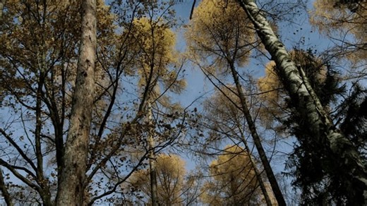 Trees, Leaves, Forest. Free Stock Video