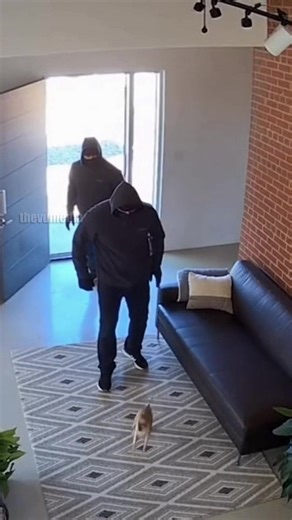 Shocking Security Footage: Chihuaua Alerts Pack to Home Invasion Suburban Chicago, IL – December 14, 2025 A terrifying home invasion was thwarted in seconds thanks to the incredible teamwork of a household's canine residents. Surveillance cameras positioned in the living room captured the moment a quiet afternoon was shattered when two masked intruders kicked in the front door. Standing alone in the entryway was the family's smallest member—a tiny Chihuahua. Instead of retreating, the small dog 