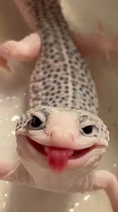A very happy little leopard gecko 🤍 🎥: Catalaya.cove.exotics #Gecko #Reptiles #Adorable #Pets #PetsofFacebook | Animal Planet