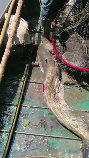 12/6 Amazing and Dangerous Catfish Hunting Adventure! #fishing #catfish