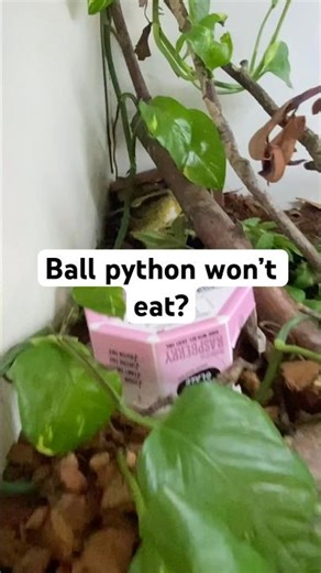Ball python won’t eat? Do this!