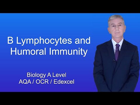 A Level Biology Revision "B Lymphocytes and Humoral Immunity"