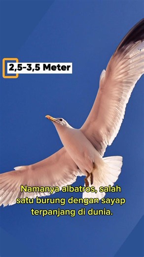 Rahasia Albatros: Tidur di Udara Tanpa Jatuh!