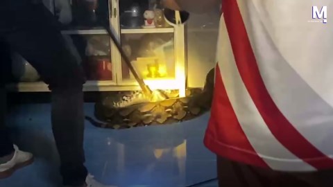 Huge python found hiding inside kitchen cabinet in Thailand