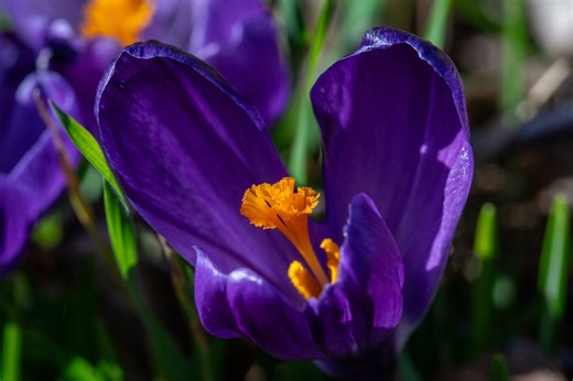 Competing forecasts offer different views of what to expect from Oregon’s spring weather