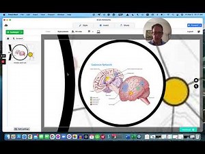 functional brain networks