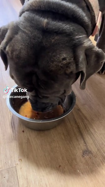 Delicious Doggy Juice: A Hydration Boost for Pets