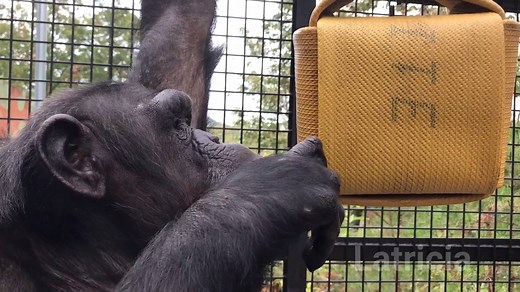 2.9K views · 179 reactions | Thanks to a great bunch of volunteers, the chimps were given fire hose cube enrichment for the first time! Fire hose cubes are great because they're durable, easy to clean, and both mentally and physically challenging for the chimps. | Project Chimps | Facebook