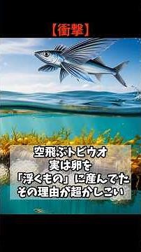 091 【衝撃】空飛ぶトビウオ 実は卵を「浮くもの」に産んでた その理由が超かしこい #雑学 #特有種 #恐怖
