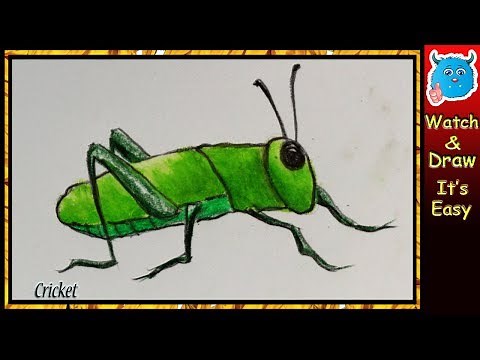 How to Draw a Cricket
