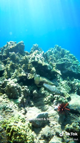 Snorkel days just hit different with Ali'i Nui. Clear water, calm conditions, and some of Maui’s most stunning reef views waiting just below the surface. From the first splash to the last drift over bright coral and tropical fish, it’s the kind of experience you’ll think about long after you’re back on land. Ready to see what’s beneath the waves? 🌊✨ Book direct and save: link in bio! #Maui #Hawaii #AliiNui
