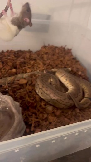 snake feeding! | Video Snake