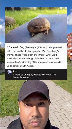 A cape rain frog unimpressed with the quality of the photographer Van Rensburg’s shovel.