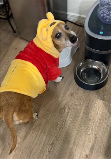 DIY Halloween Costumes for Dogs | Cute Dog Outfits