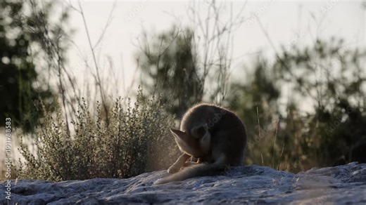 Golden Jackal Pup feeding On Rock Israel Captured on February 12 2026 young jackal feeding peacefully in natural habitat Israel