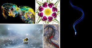 See the Stunning Winners of the Close-Up Photographer of the Year Awards