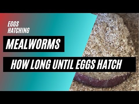 How Long Does It Take Mealworm To Hatch From Eggs