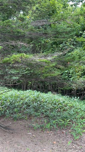 【北海道の自然音】森に響く蝉の声｜癒しの夏時間 #shorts