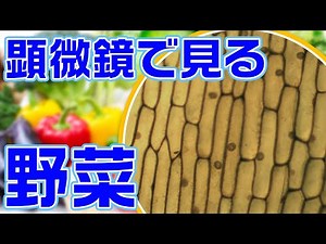 [Microscopic observation ⑥] I tried to see things around me with a microscope
