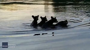 GOOD JOB, MAMA BEAR! ❤ Boaters watched in awe as a bear swam across a Wisconsin lake -- carrying her three cubs on her back the whole way. "She's working so hard! Bless her heart!" 🐻🐻🐻 STORY: https://bit.ly/32k5onY | FOX 13 News - Tampa Bay