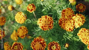 Very cool orange flowers in the garden. Shooting from the top of beautiful plants