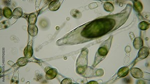 Microscopic view of algae with cells and threadlike structures on gray background Stock Video