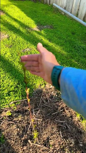 Backyard Garden Update